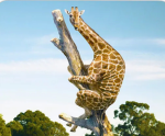 +{Sigma Giraffe}+