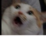 Screaming cat's. :)