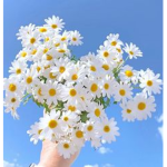 Floweresque Clothing Company