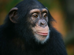 The Ape Federation!