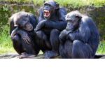political monkeys