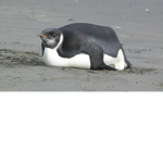 fat penguins yaaaaaa!!!!!!!!!!!!!!!!!!!!!!!!!!!!!!
