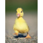 TIMMY DUCKY PEOPLE/ join if love ducks