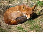 Fire Fox Fan Group!