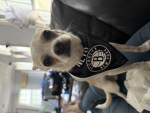 Angry chihuahuas
