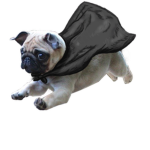 Pug squad for pugs