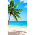 Blue Coconut Studios