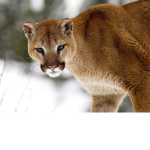DONT JOIN! COUGARS~