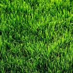 Grass-people United