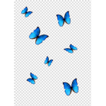 Mahak1000 butterfly group