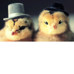 chick troop