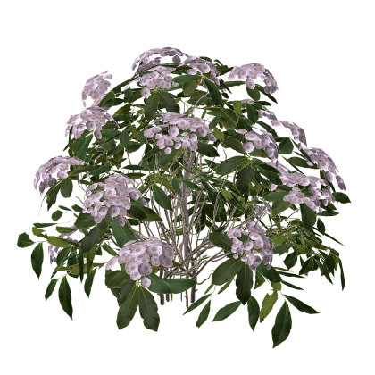 🌸 Sakura Flower Tree Plant Preppy Low Poly Vibe