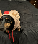 My dog name, buddy