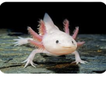 The axolotl Cult123