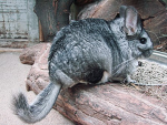 Chinchilla group~