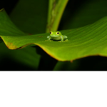 Frog Team FT