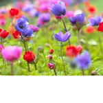 AdorableFlowers