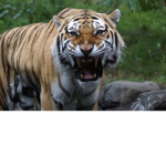 tiger party woo