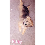 cool dogs main pass