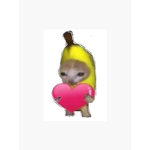 cocos cat