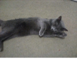 I Like My Cat Named Foxy