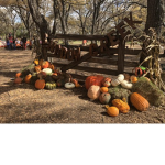 Fall Pumpkins