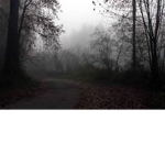 Dripping Woods.