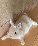 Oinks