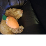 Cookie's Games