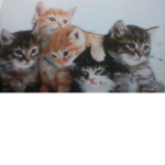 Lauren's kittens