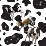 Cow Feet