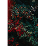 Red Leaf.