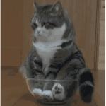 Cute cats :3!