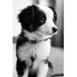 The love ing puppys