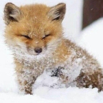 Wintery Fluff <3