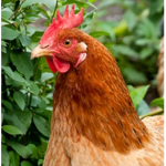 Chicken fruit