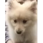 #Yay Cats/Dogs