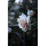~Mae~