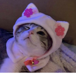 zCat's Clothes