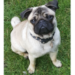 Love a Pug