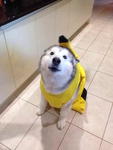 Banana Dog Friends