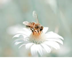 。Flower sunshine 。
