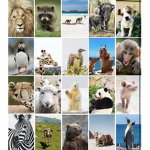 Animal Bors