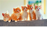 los gatos de la ciudad