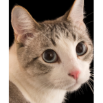 Cat kings group