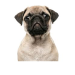 The Puggle Fan Group