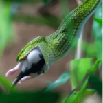 It’s the green snakes!