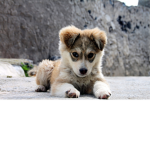 Team Puppy Pals