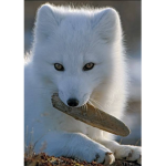 Wild Paws!!!