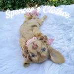 Spencer's Clothse